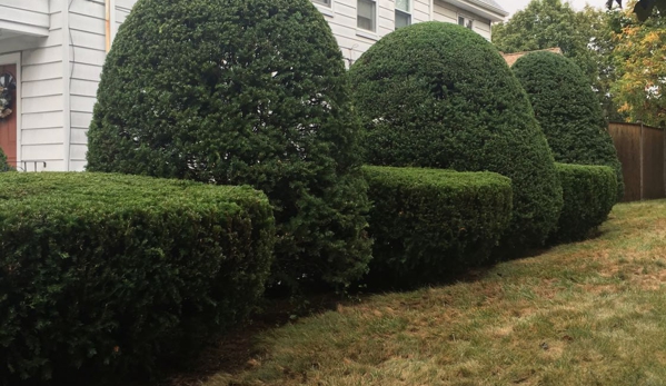 AA Tree & Shrub Service - Lynn, MA