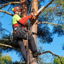 New Beginnings Tree Service - Tree Service