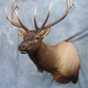 Showpiece Taxidermy gallery