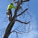 7vine tree service - Tree Service