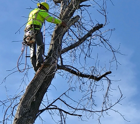 7vine tree service - Riverside, CA