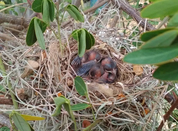 Don's Tree Service - Cocoa, FL