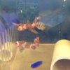 Tropical Fish International gallery