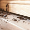 Knock 'em Dead Pest Control gallery