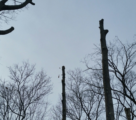 Carls Tree Removal Service - North Billerica, MA