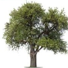 Lehmen's Tree Service gallery