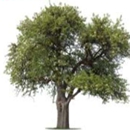 Lehmen's Tree Service - Tree Service
