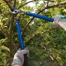 Wilson's Tree Service - Arborists