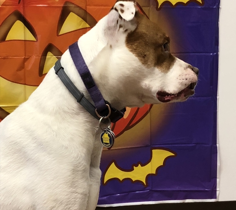 Chubby Puppy Daycare - Pittsburgh, PA