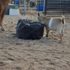 Western Range Equine Supl