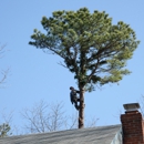 Liebermann Tree Service - Tree Service