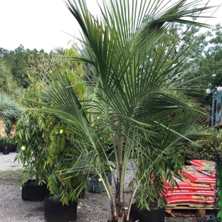 Unique Plants and Palms - Jacksonville, FL