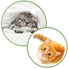 Aristokatz - Veterinary Care for Cats