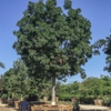Moon Valley Nurseries gallery