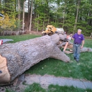 Lakes Region Tree & Stump Removal - Tree Service
