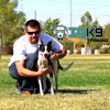 IQ K9 Training gallery