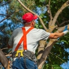 J & L Tree Service gallery