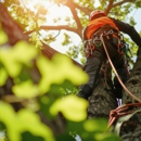 Wally's Tree Service - Tree Service