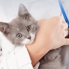 Veterinarians To Cats