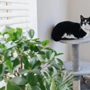 Benson Animal Hospital - Veterinary Clinics & Hospitals