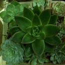 Sandra's & Donath's Florist