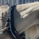 Milwaukee Coach & Carriage - Horse & Carriage-Rental