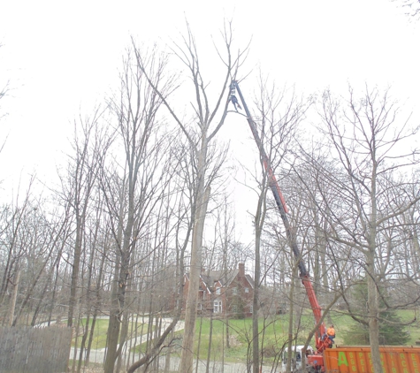 Aspen Tree Service - Mount Morris, MI