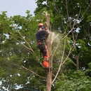 Area Tree Service - Firewood