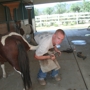 Aarons Natural Balance Horseshoeing