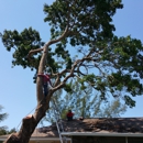 Hurricane Tree Services & Landscaping inc. - Tree Service