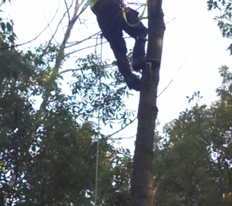 Lake Effect Tree Service - Swartz Creek, MI