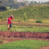 Country Boy Pest Control gallery