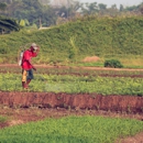 Country Boy Pest Control - Pest Control Equipment & Supplies