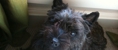 Creatures' Comforts - Pet Sitting & Exercising Services