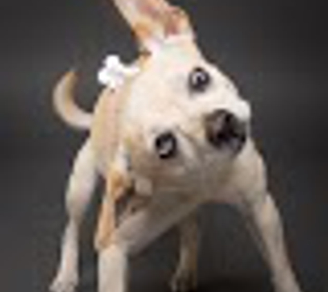 Arizona Small Dog Rescue - Phoenix, AZ