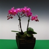 1800 Orchids gallery