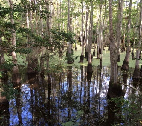 Honey Island Swamp Tours