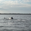 Loggerhead Daytona Beach Marina gallery