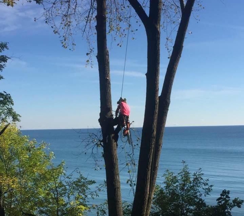 Lundin Tree - Deerfield, WI