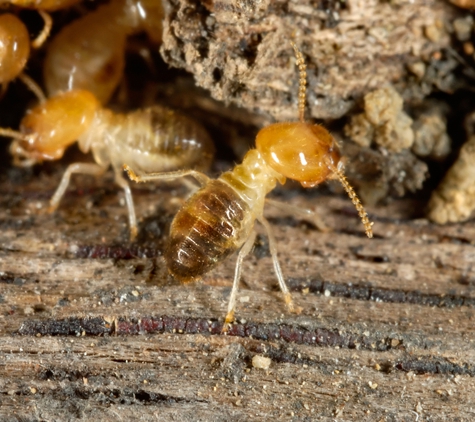 Affordable Pest Control - Nowra, NSW