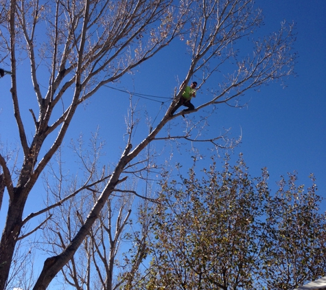 Abe's Tree Service - Colorado Springs, CO. Big branch over the roof