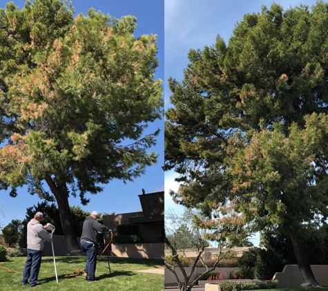 Treeàge USA, LLC - Scottsdale, AZ. Pine Blight Treatment, Pic on right 1 week after treatment