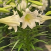 A & M Farm And Garden Center gallery