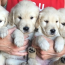 Golden Hills Retrievers - Pet Breeders