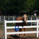 Greer Equine - Horse Transporting