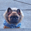 French Bulldogs Wisconsin gallery