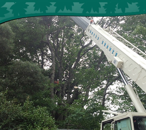Above All Arbor - Colo Vale, NSW. We Show Up On Time And Perform The Job Well