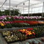 Vickery Wholesale Greenhouse