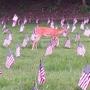 Allegheny Cemetery