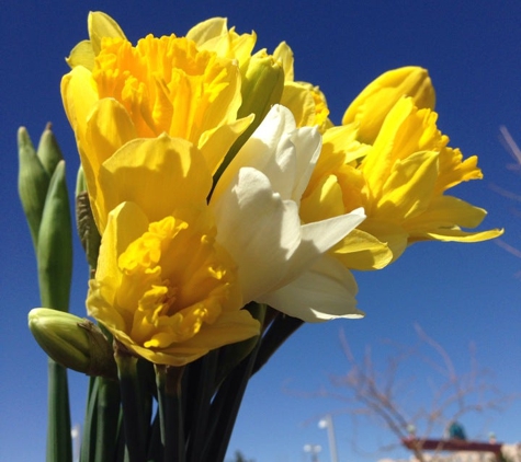 Trader Joe's - Albuquerque, NM